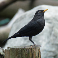 Chinese Blackbird